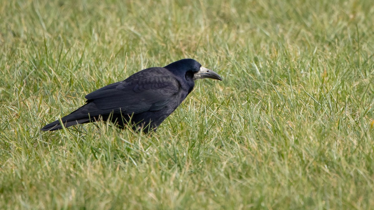 Турлиах хэрээ - ML646003842