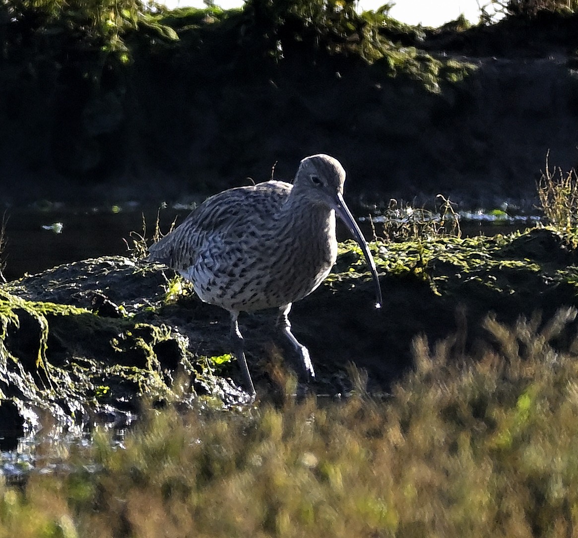 Eurasian Curlew - ML646003844