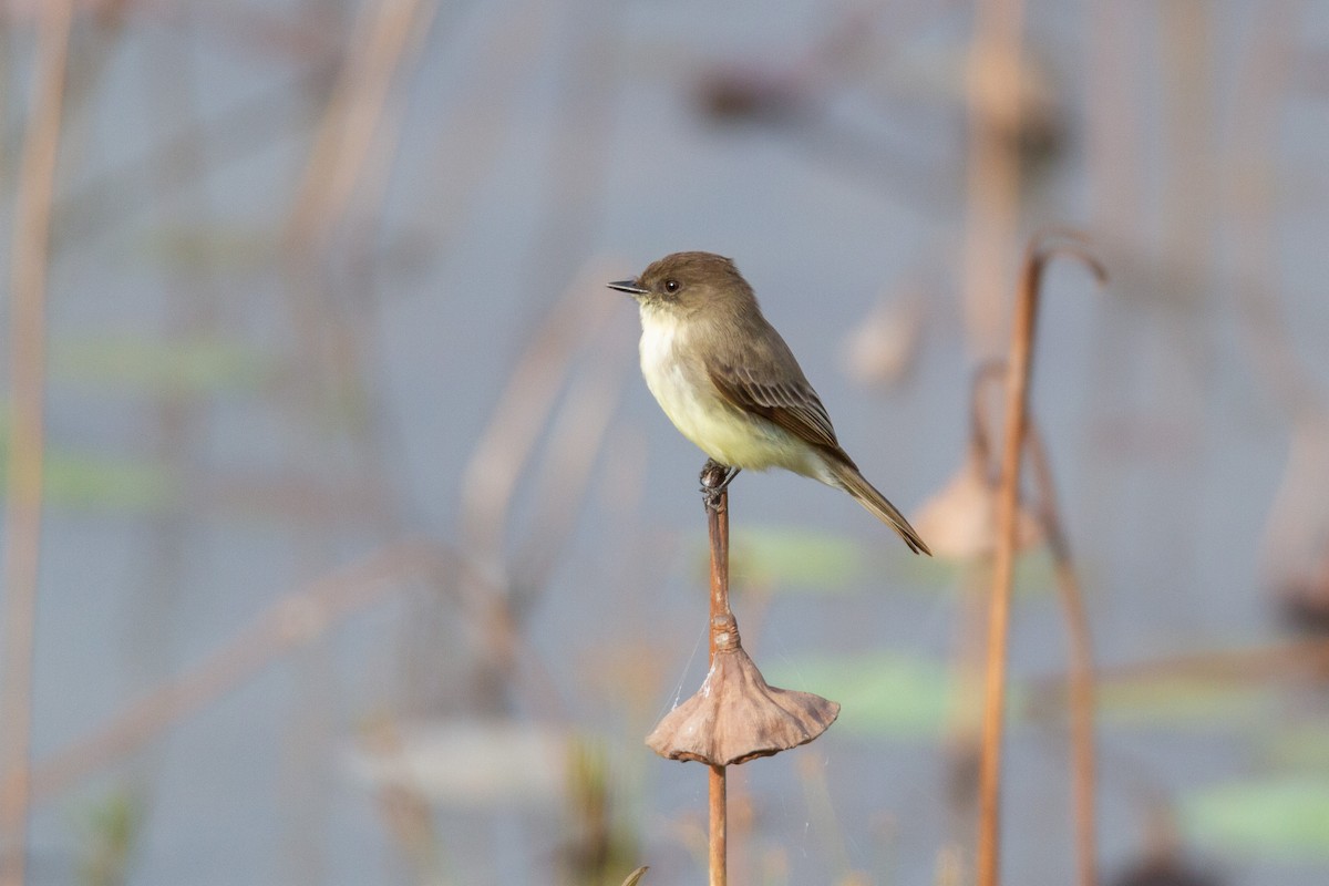 Eastern Phoebe - ML646003848