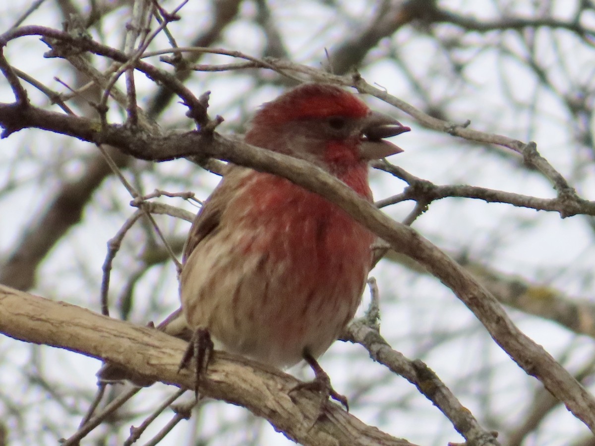 House Finch - ML646003850