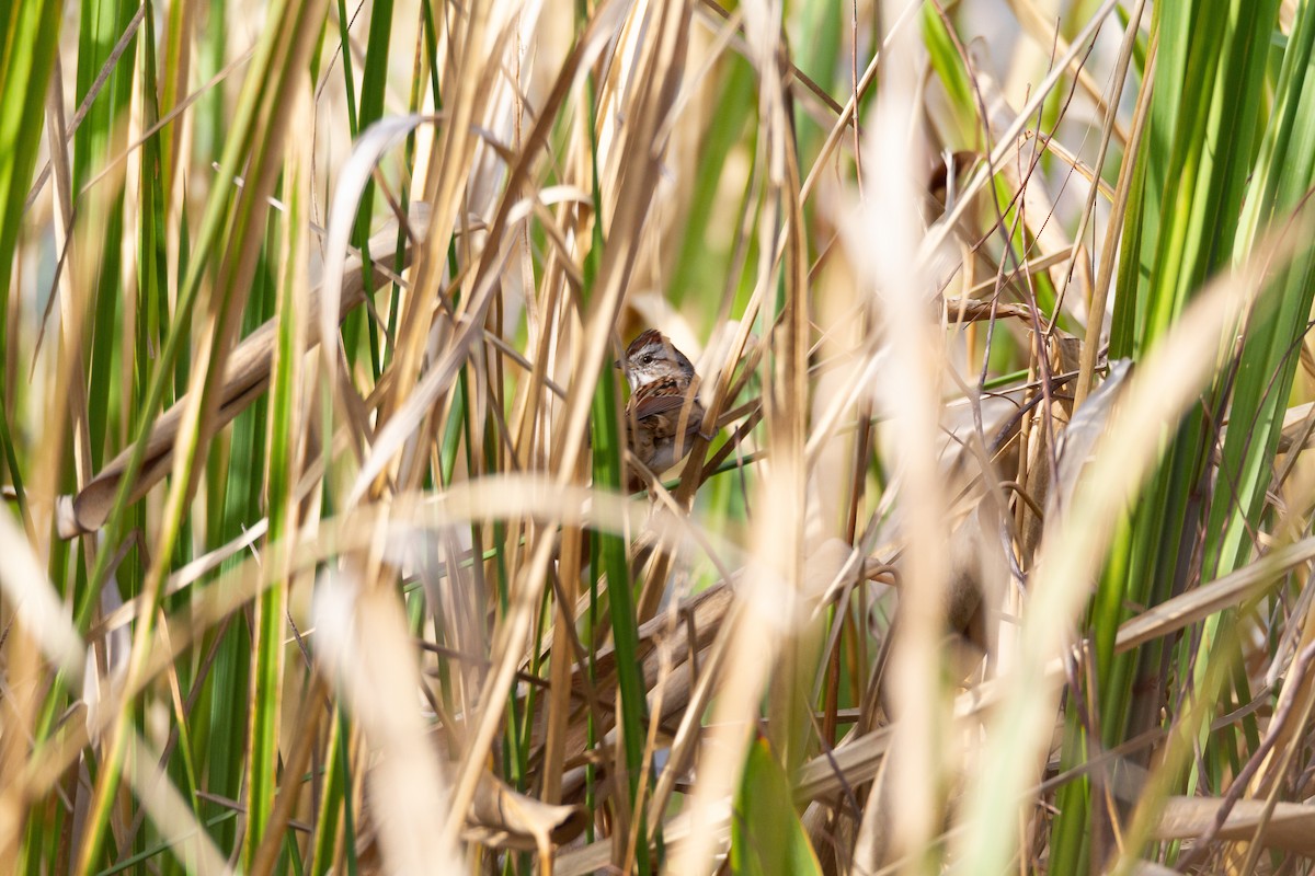 Swamp Sparrow - ML646003853