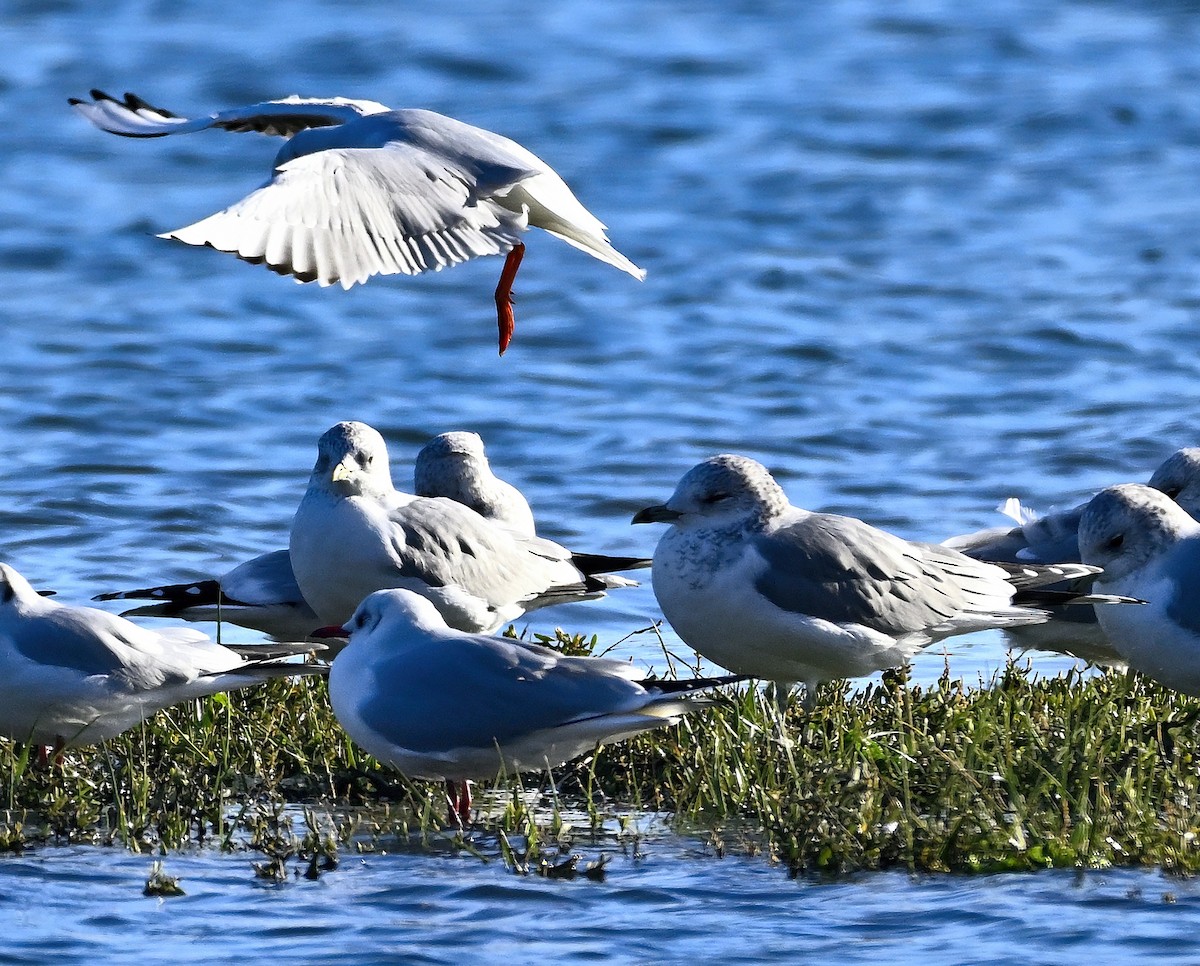 Common Gull - ML646003855
