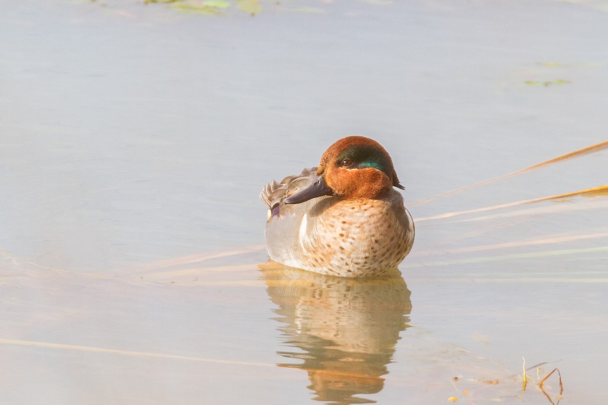 Green-winged Teal - ML646003860