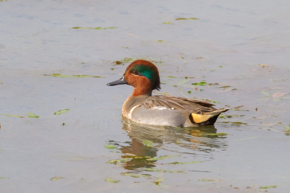 Green-winged Teal - ML646003861