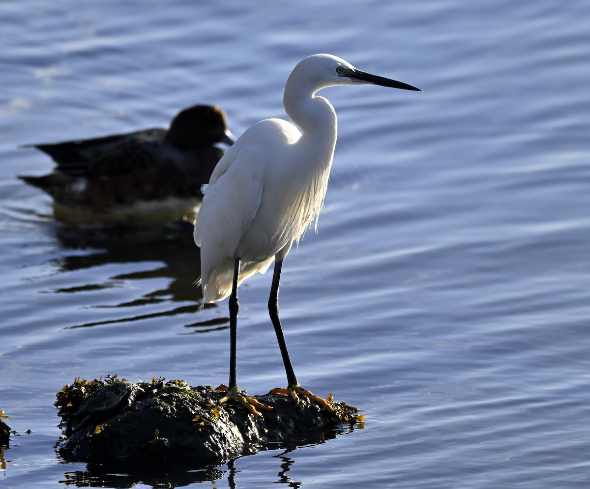 Little Egret - ML646003864