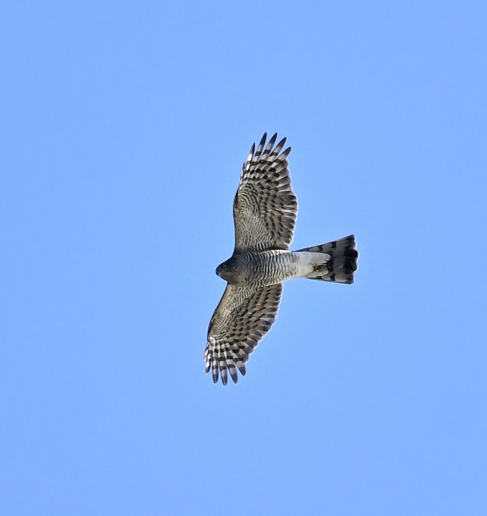 נץ מצוי - ML646003868