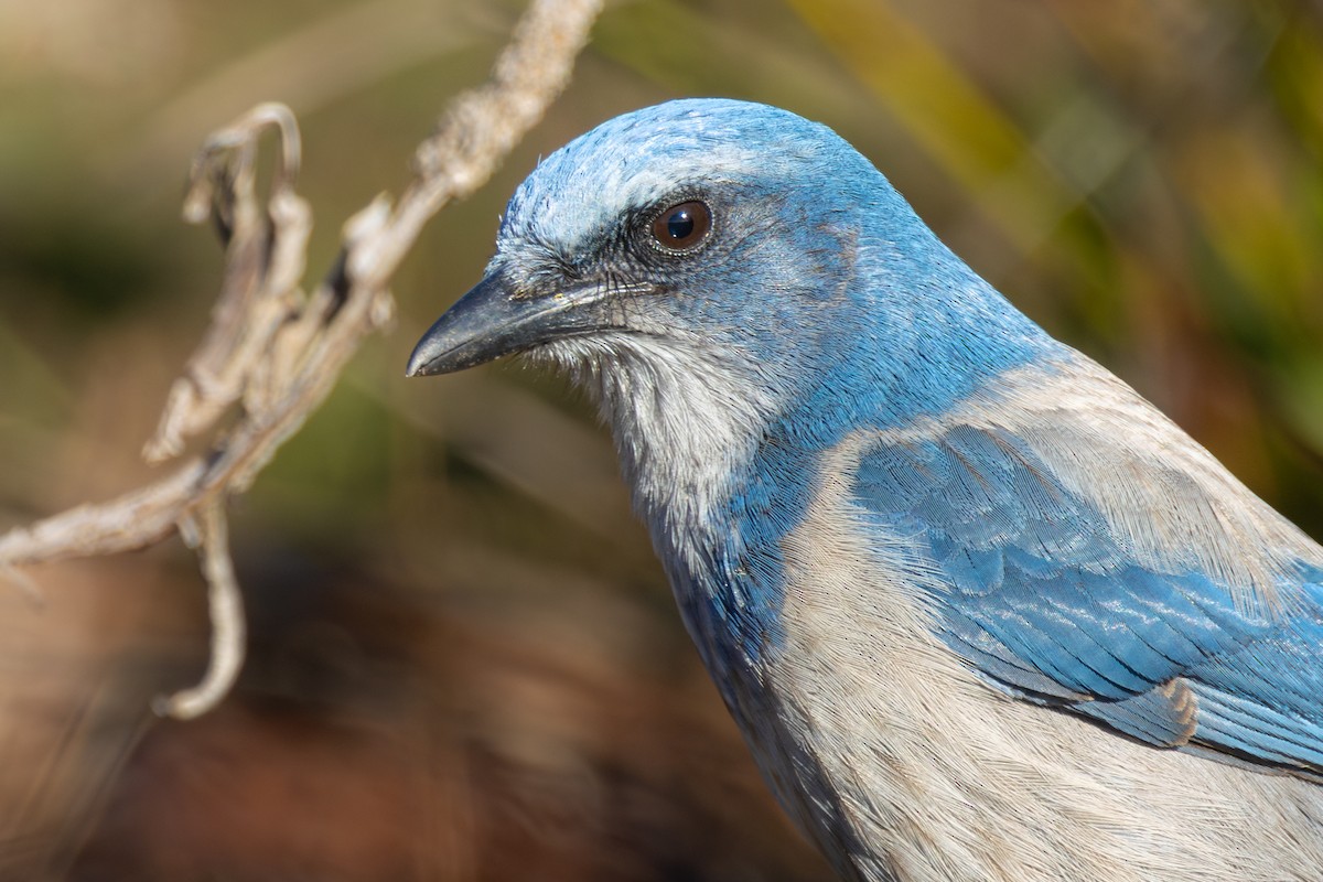 Florida Scrub-Jay - ML646003869