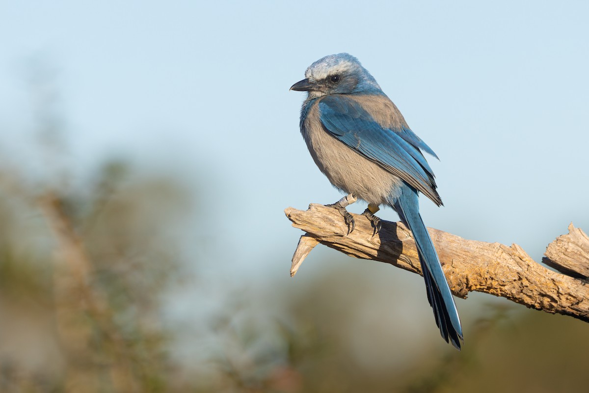 Florida Scrub-Jay - ML646003870