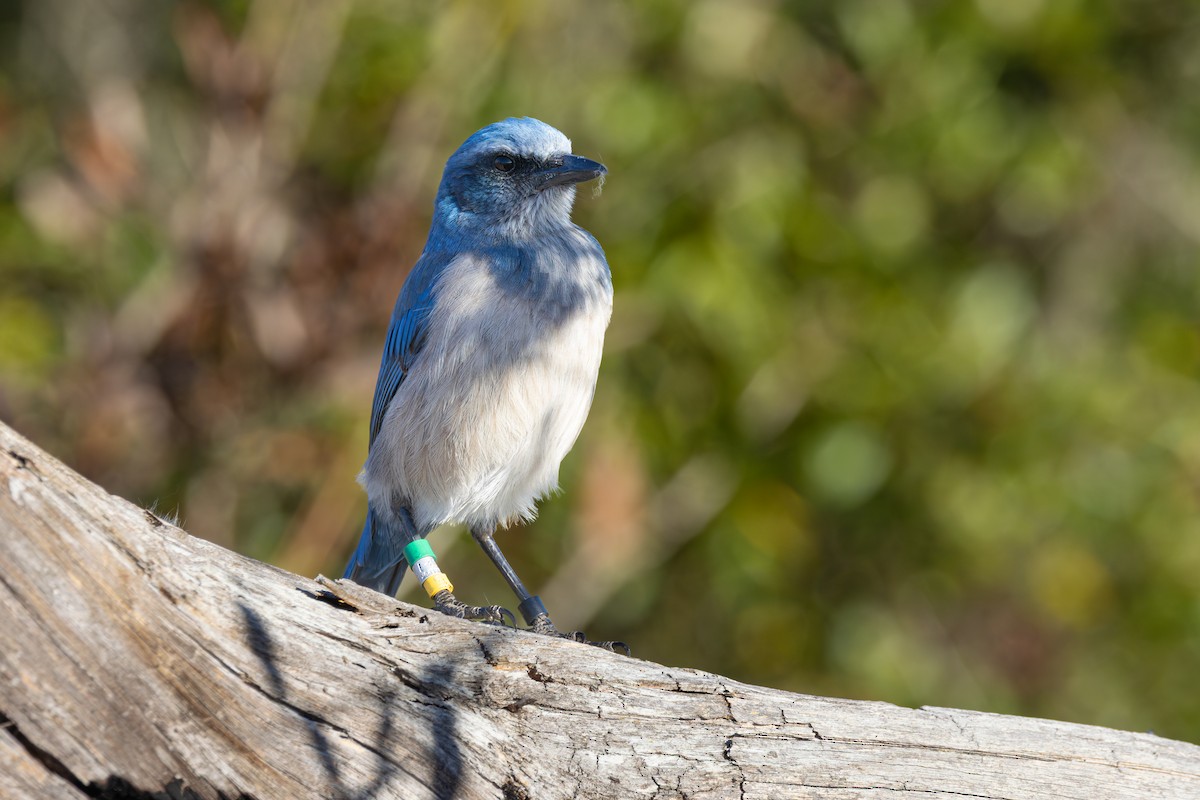 Florida Scrub-Jay - ML646003871