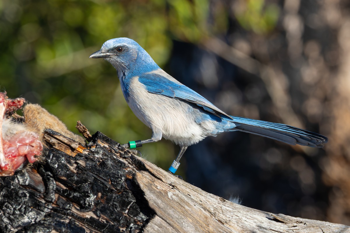 Florida Scrub-Jay - ML646003872