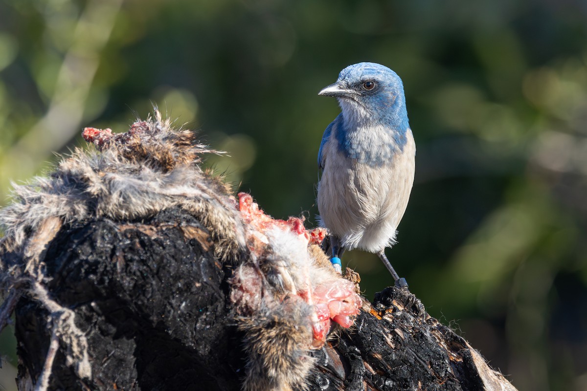 Florida Scrub-Jay - ML646003873