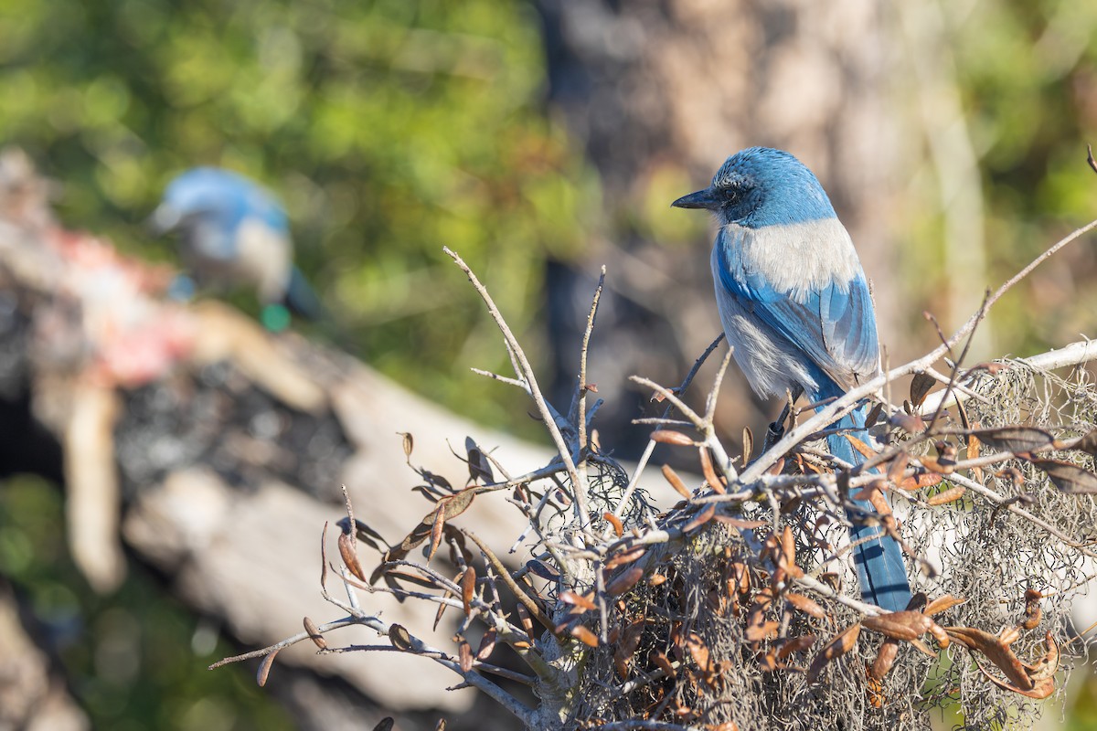 Florida Scrub-Jay - ML646003874