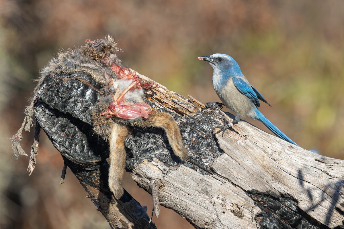 Florida Scrub-Jay - ML646003875