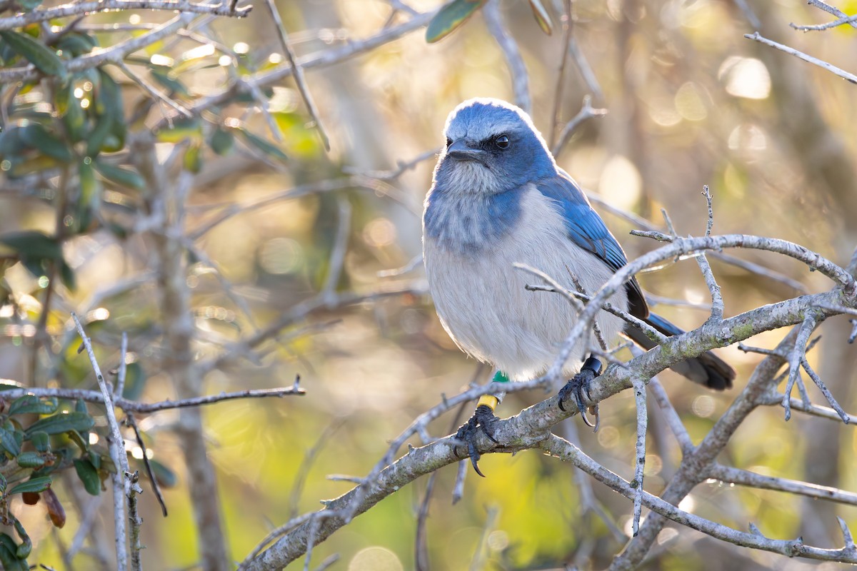 Florida Scrub-Jay - ML646003876