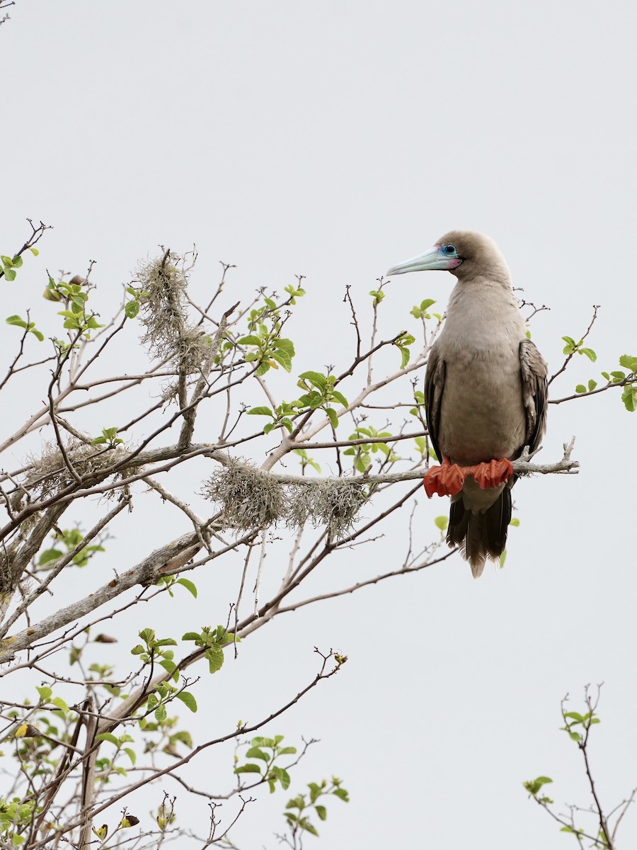 Red-footed Booby - ML646003886