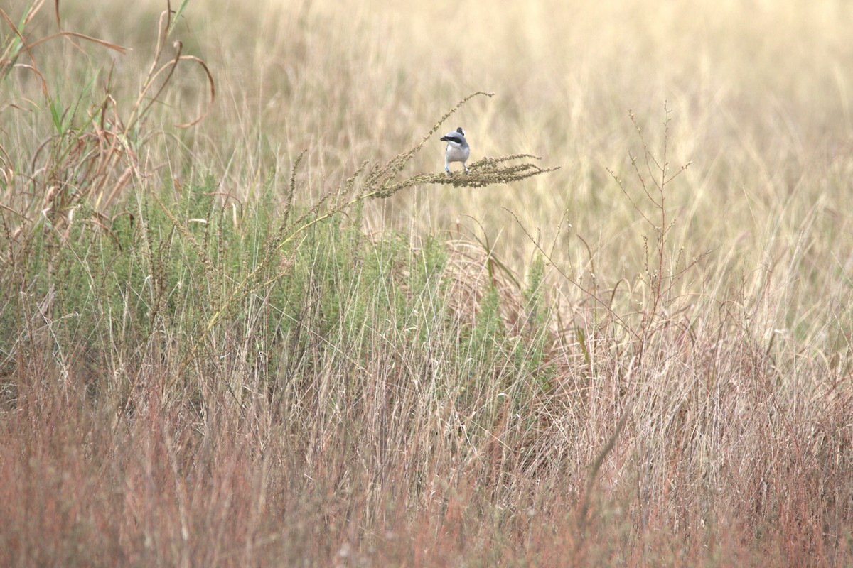 Loggerhead Shrike - ML646003905