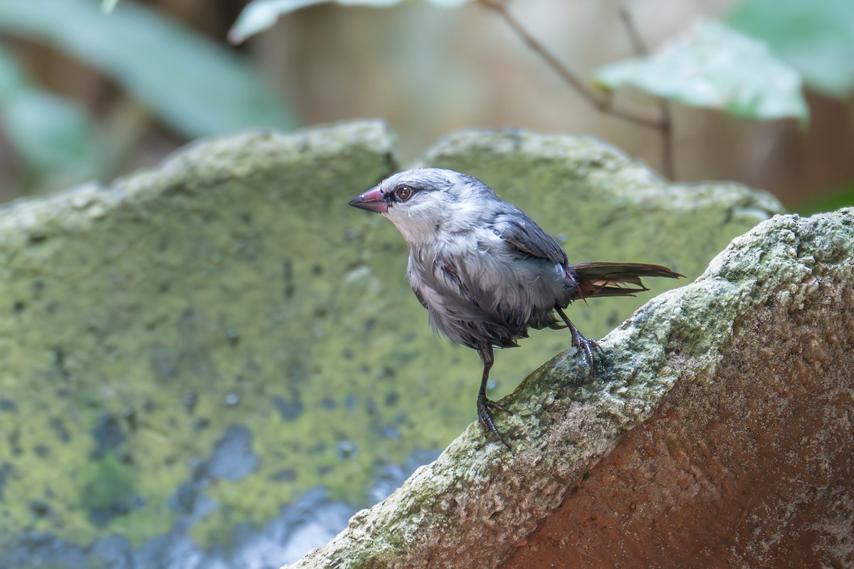 Lavender Waxbill - ML646003908