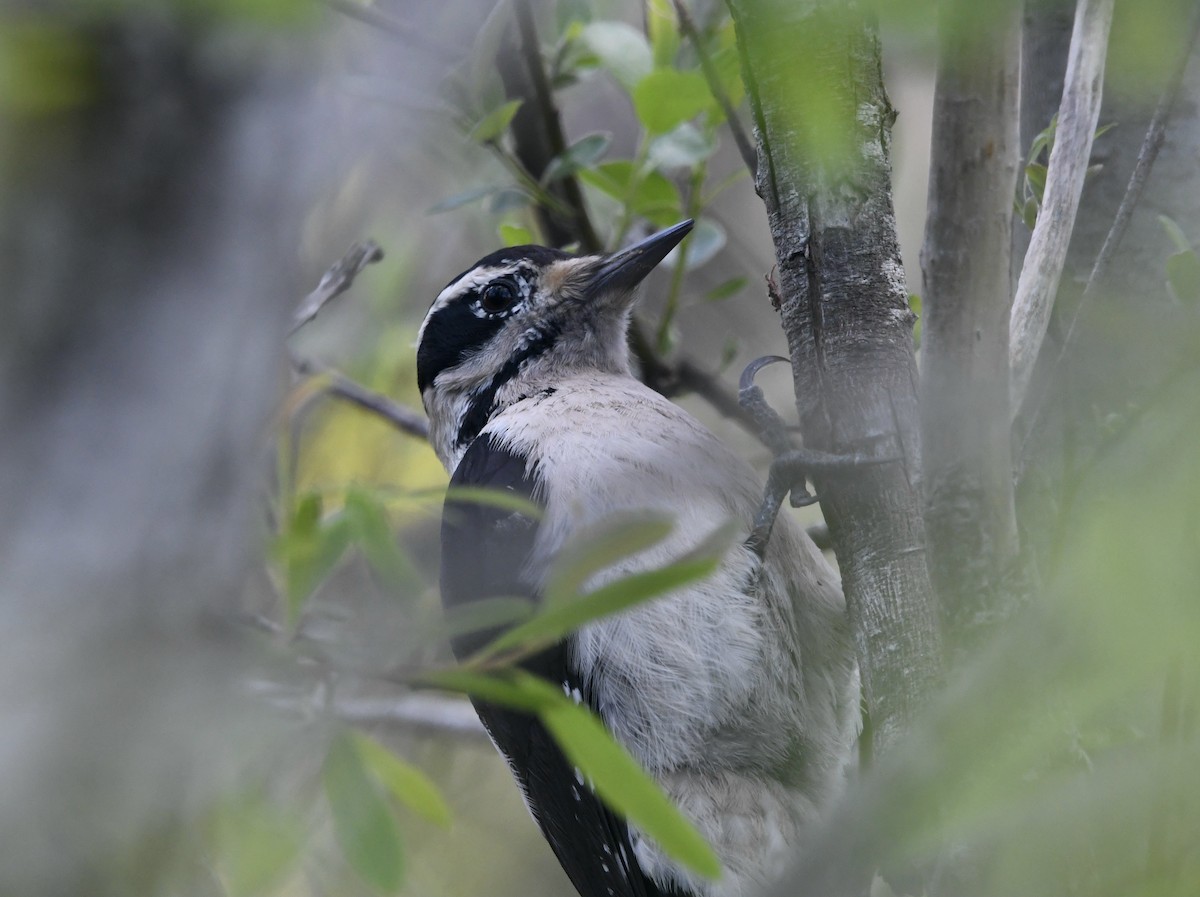 Hairy Woodpecker - ML646003909
