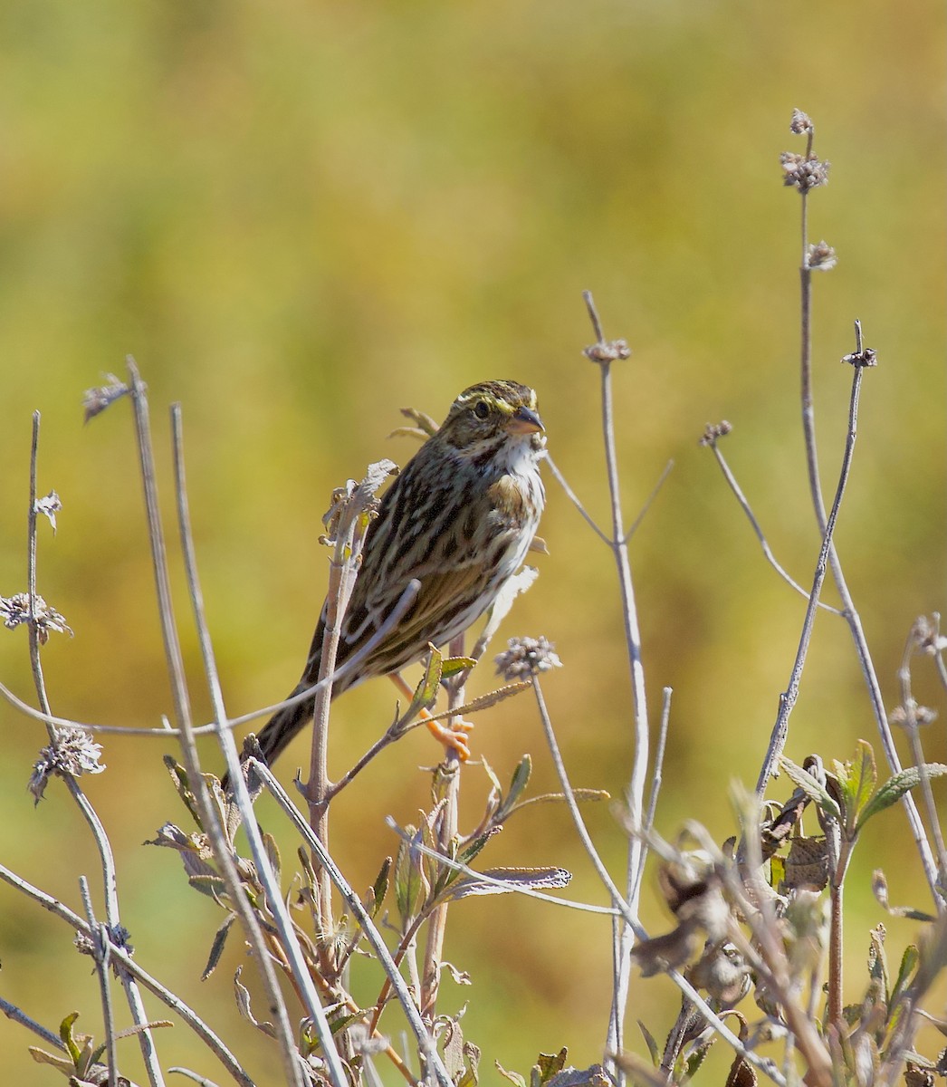 גיבתונית ערבות - ML646003910