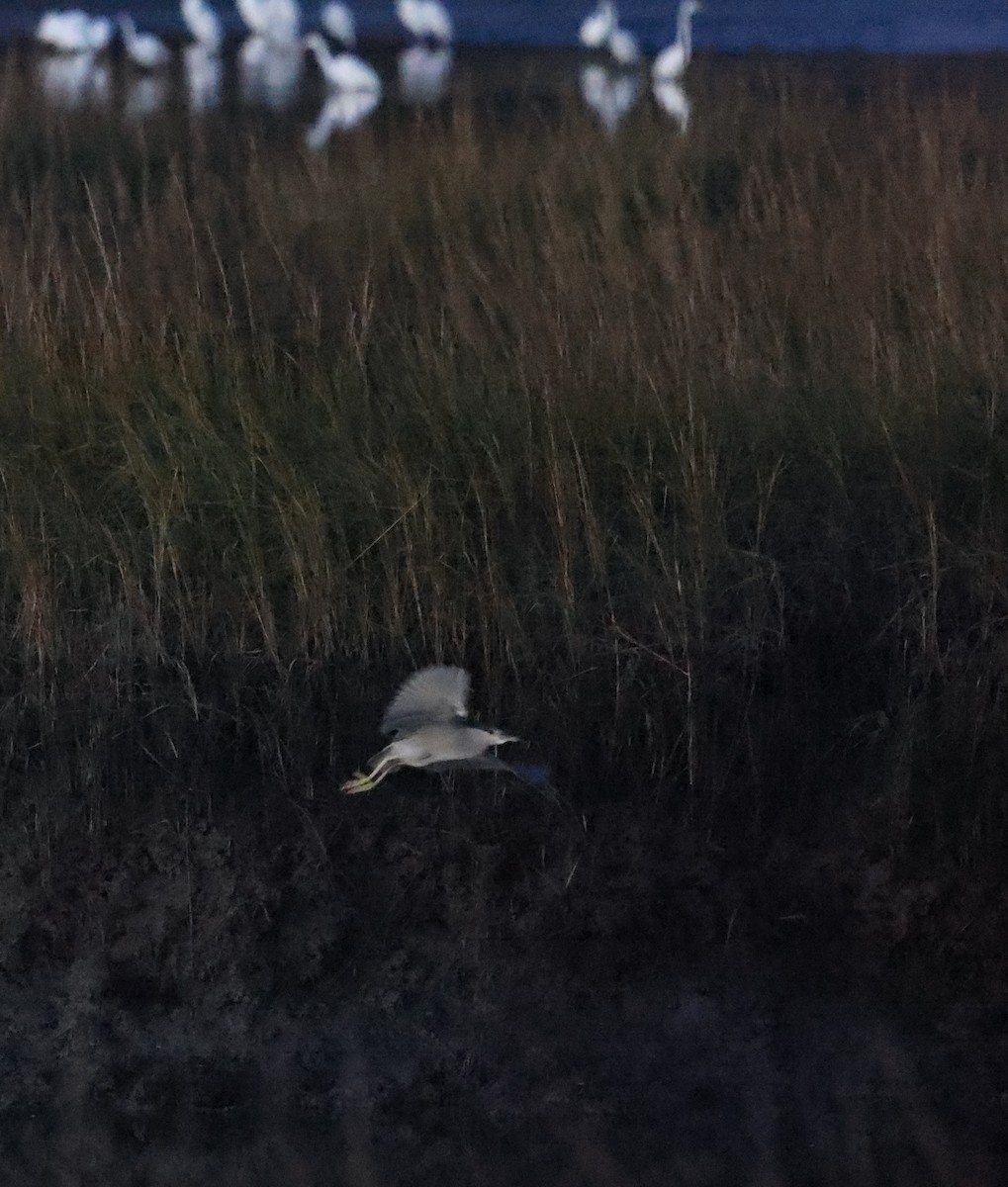 אנפת לילה - ML646003912