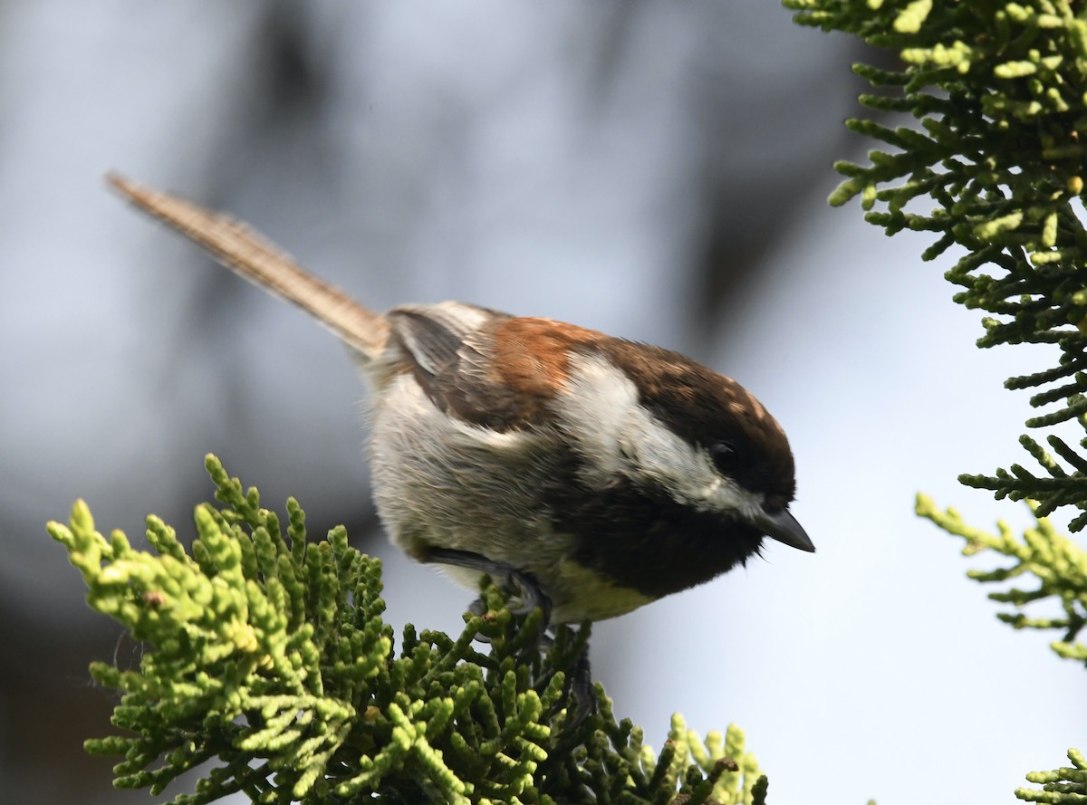 Chestnut-backed Chickadee - ML646003913