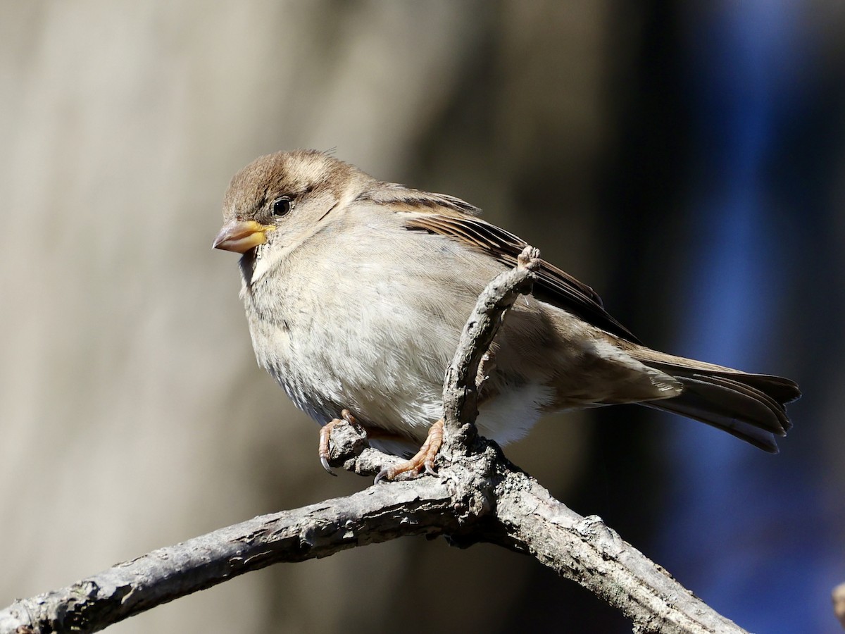 דרור הבית - ML646003914