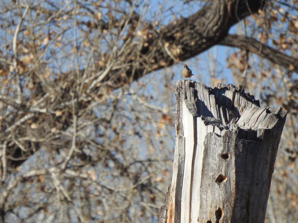 Say's Phoebe - ML646003915