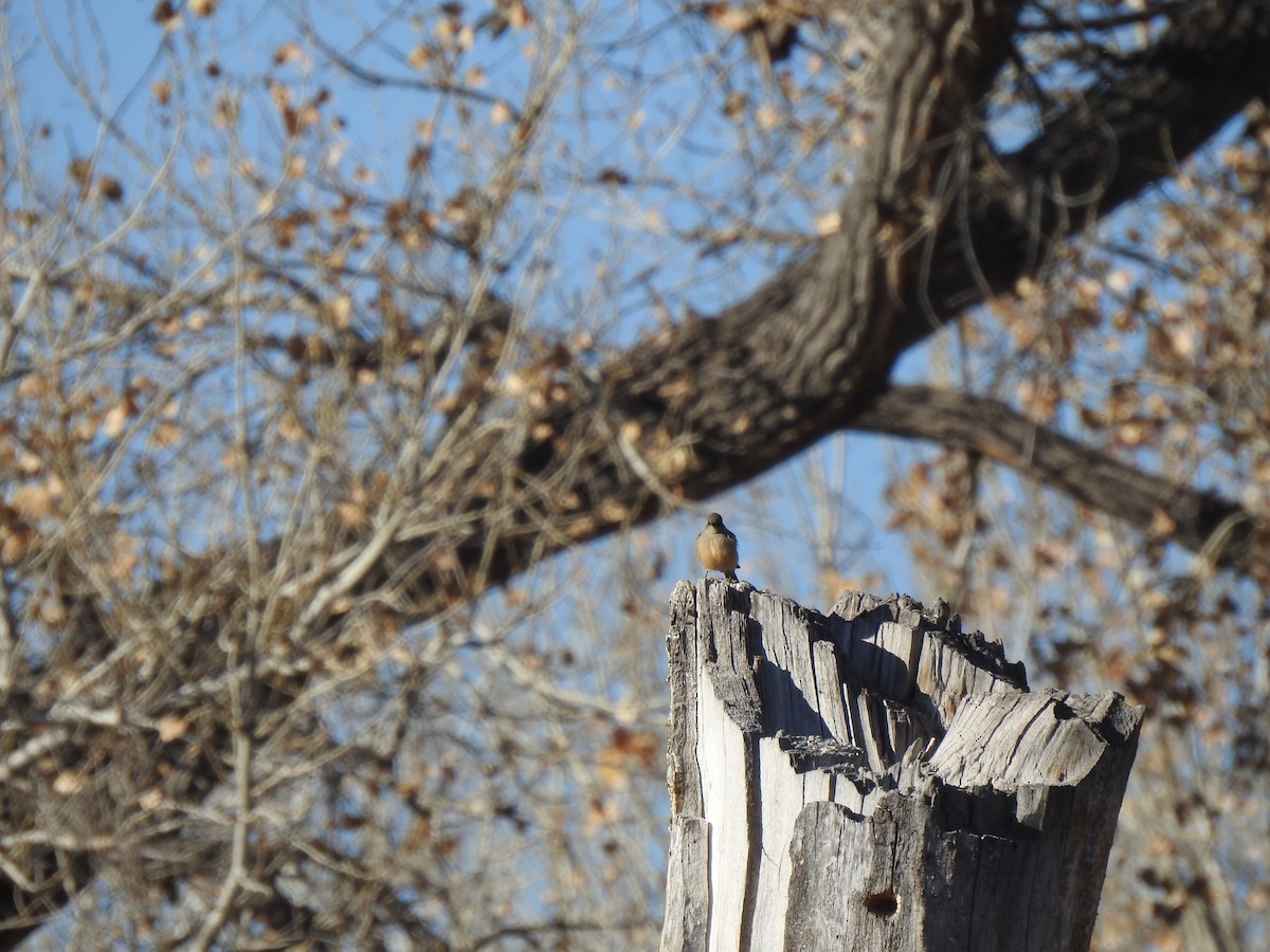 Say's Phoebe - ML646003916