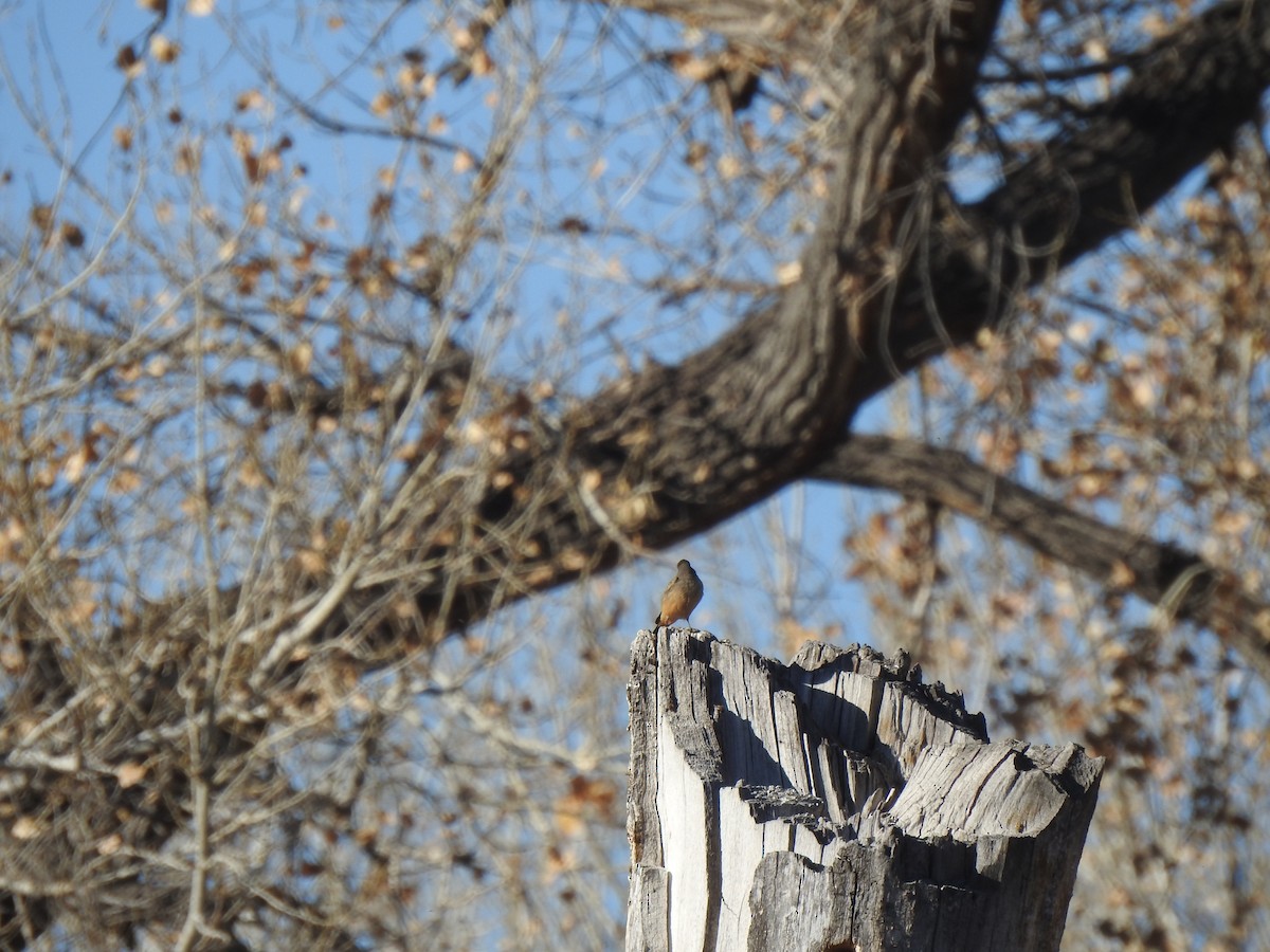 Say's Phoebe - ML646003917