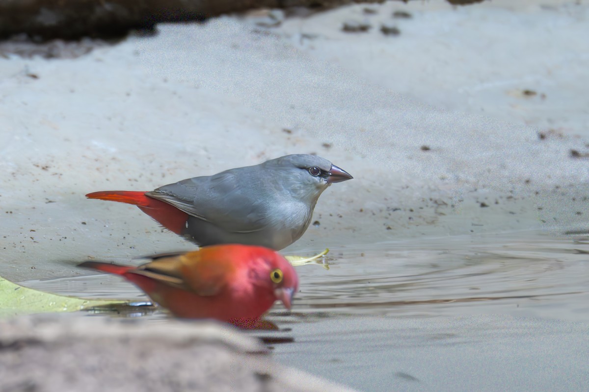 Lavender Waxbill - ML646003918