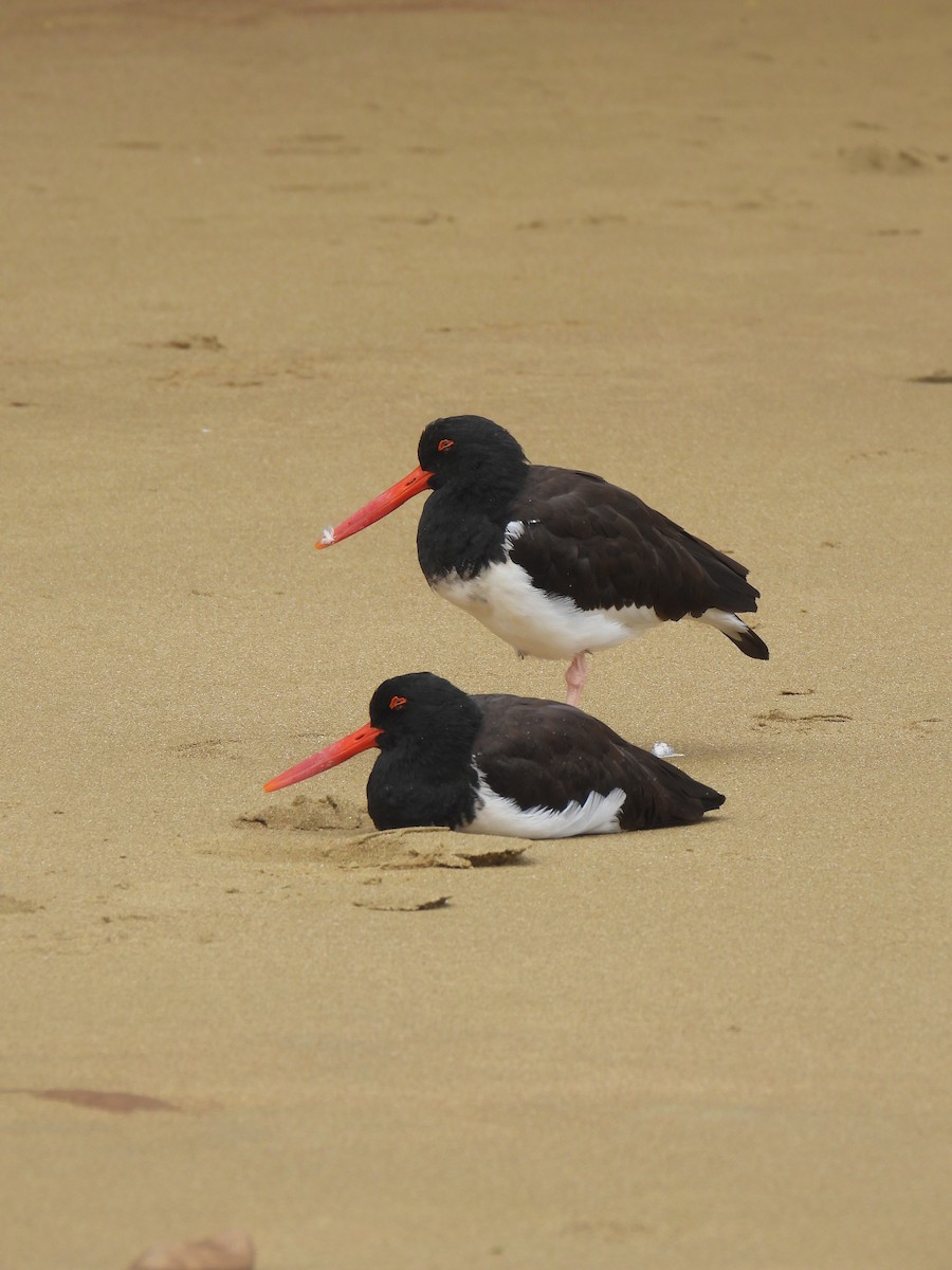 שלצדף אמריקני - ML646003919