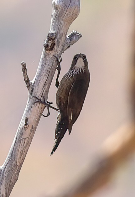 Black-tailed Treecreeper - ML646003920