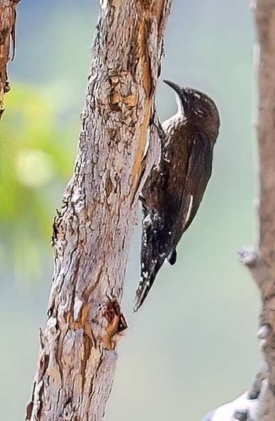 Black-tailed Treecreeper - ML646003921