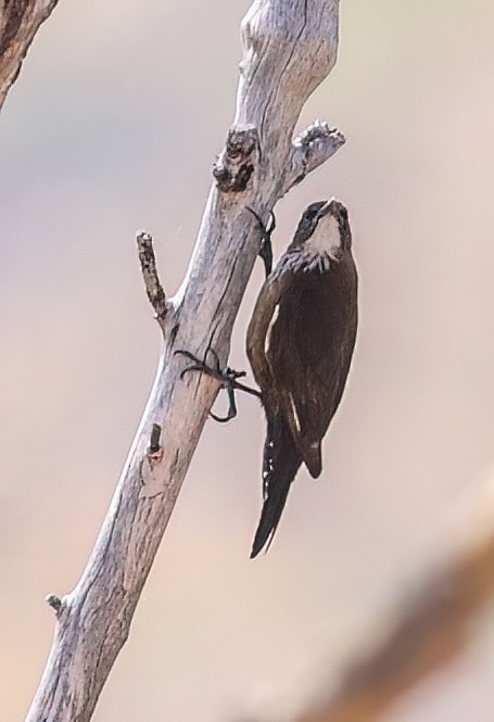Black-tailed Treecreeper - ML646003922