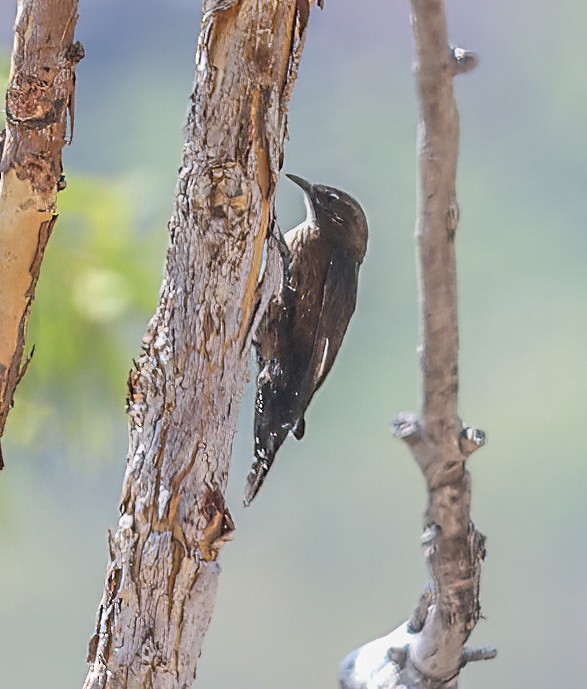 Black-tailed Treecreeper - ML646003923