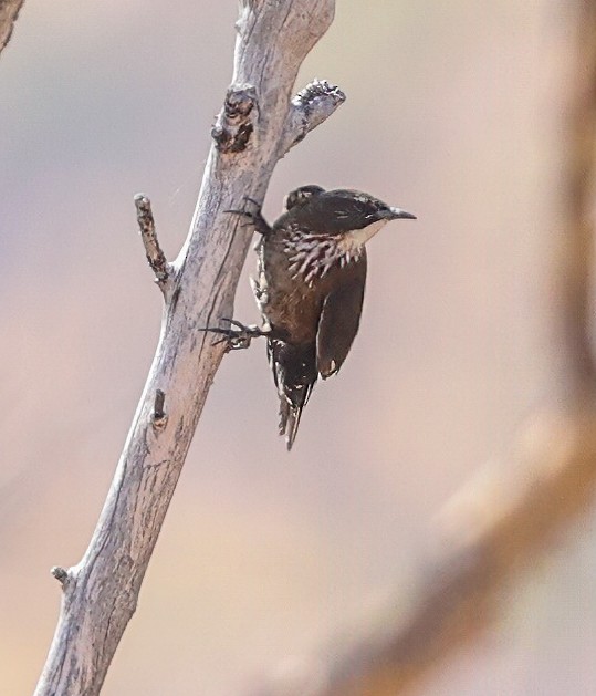 Black-tailed Treecreeper - ML646003924