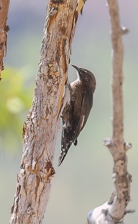Black-tailed Treecreeper - ML646003925