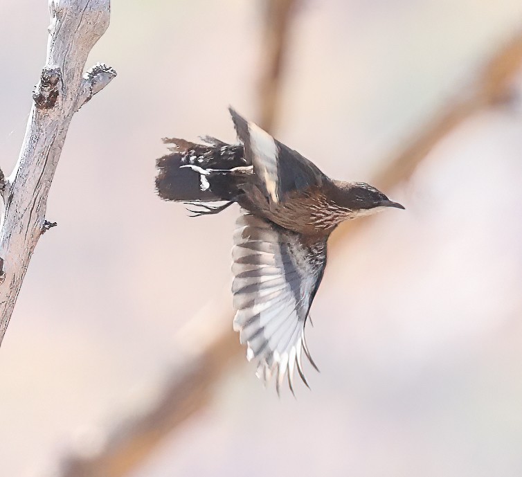 Black-tailed Treecreeper - ML646003926