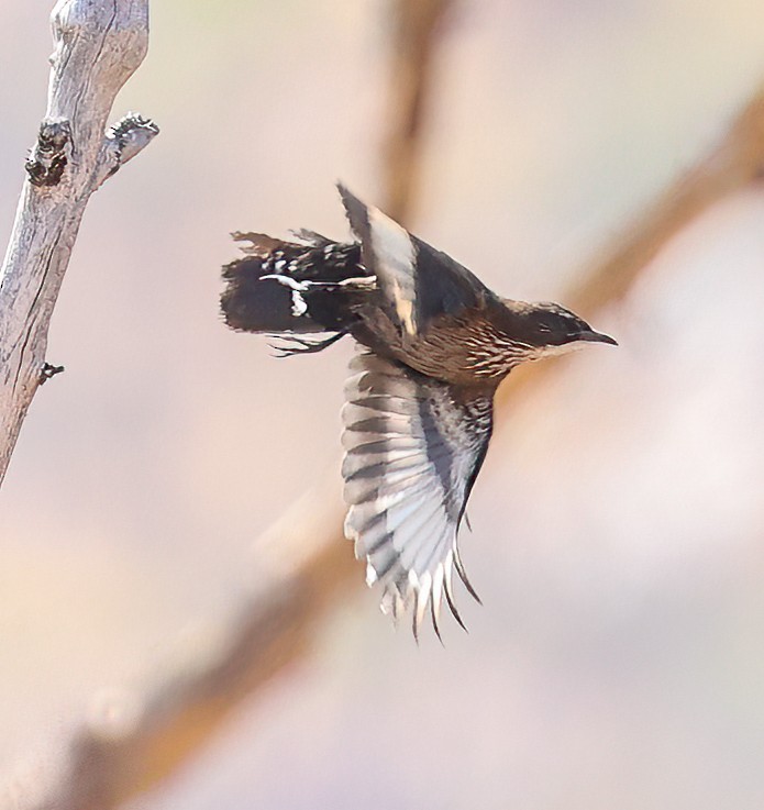 Black-tailed Treecreeper - ML646003927