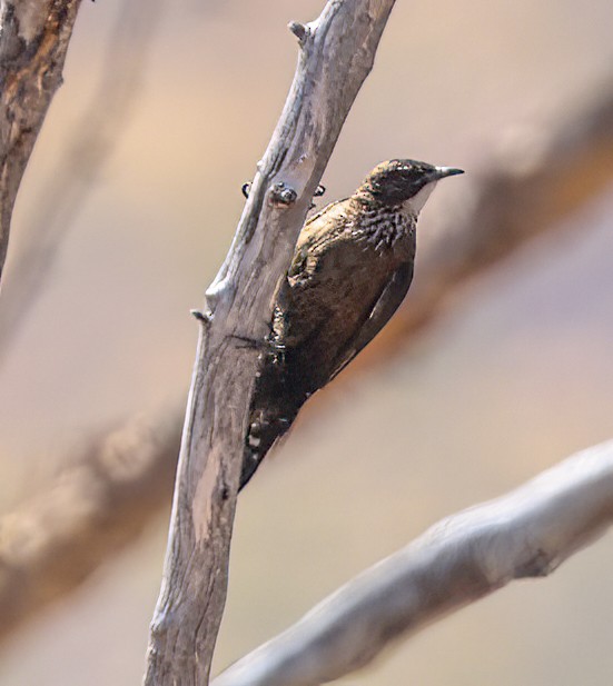Black-tailed Treecreeper - ML646003928