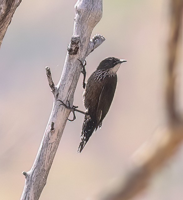 Black-tailed Treecreeper - ML646003929
