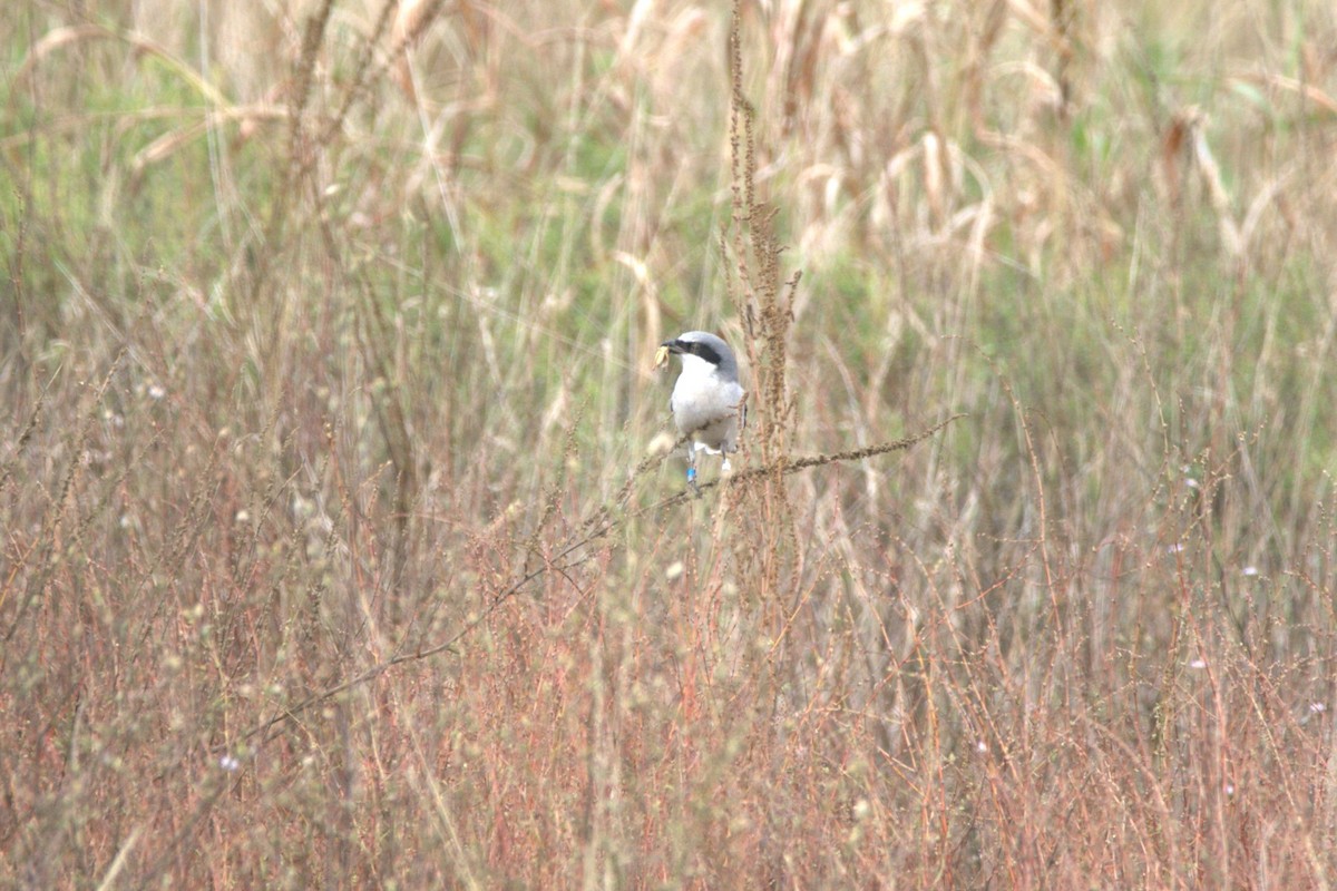 Loggerhead Shrike - ML646003930