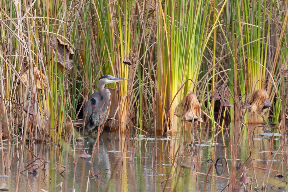 אנפה אמריקנית - ML646003931