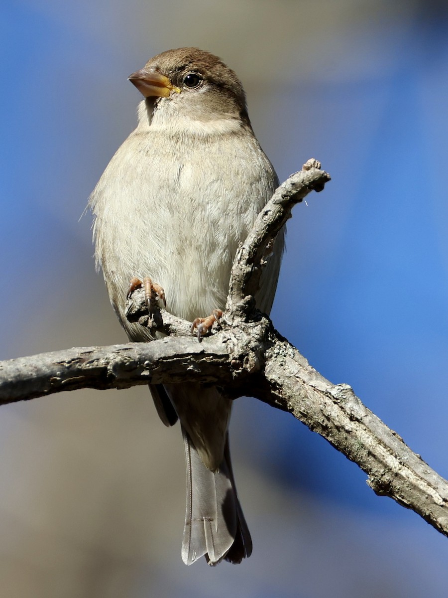 דרור הבית - ML646003932