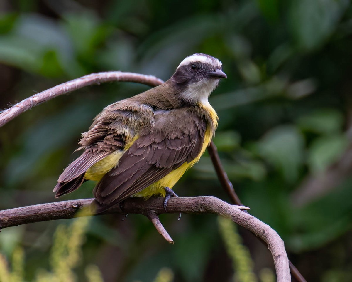 Tropical Kingbird - ML646003934