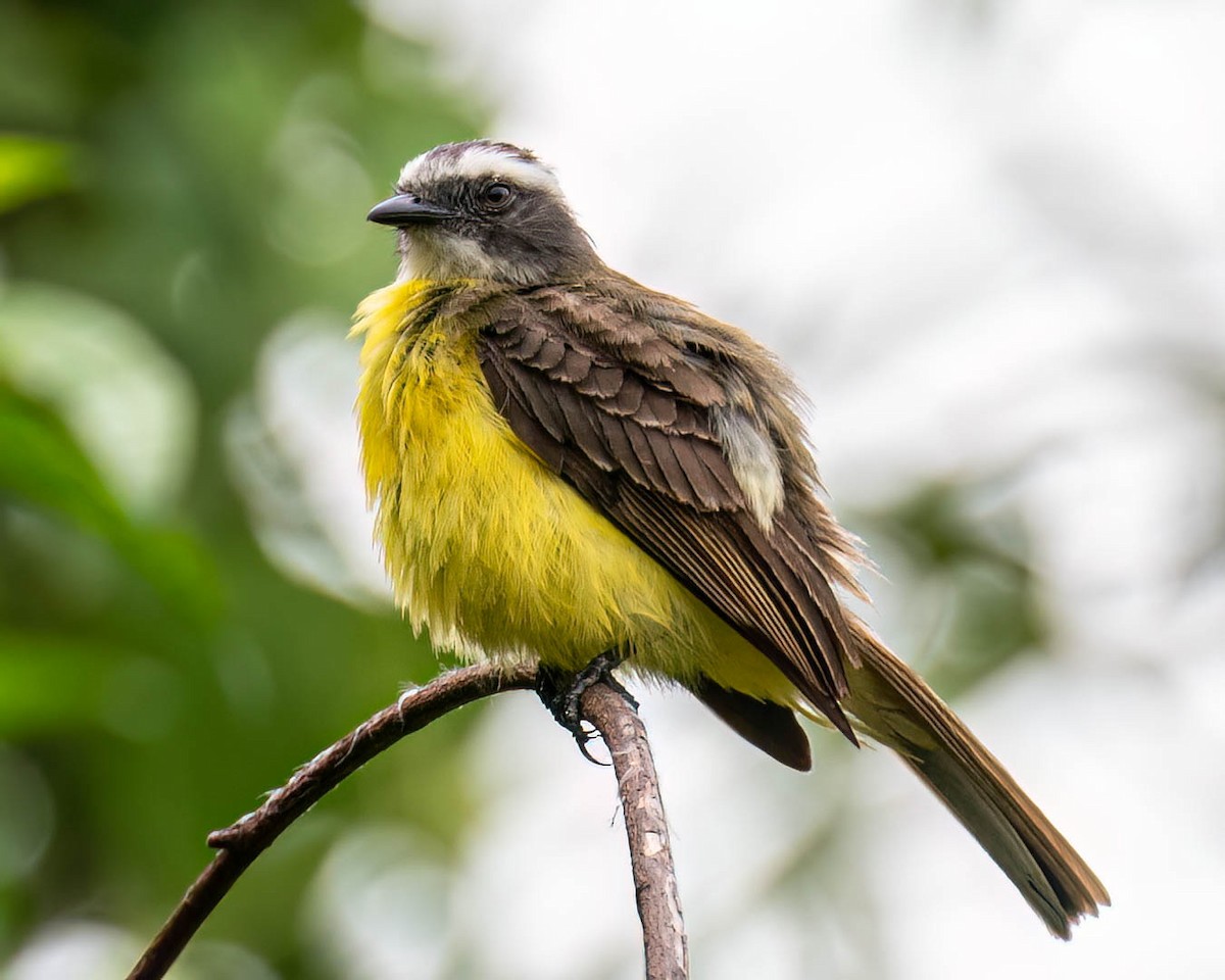 Tropical Kingbird - ML646003935
