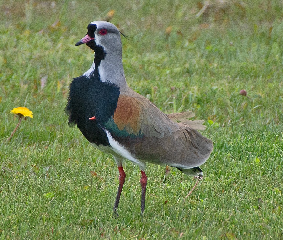 Southern Lapwing (chilensis/fretensis) - ML646003940