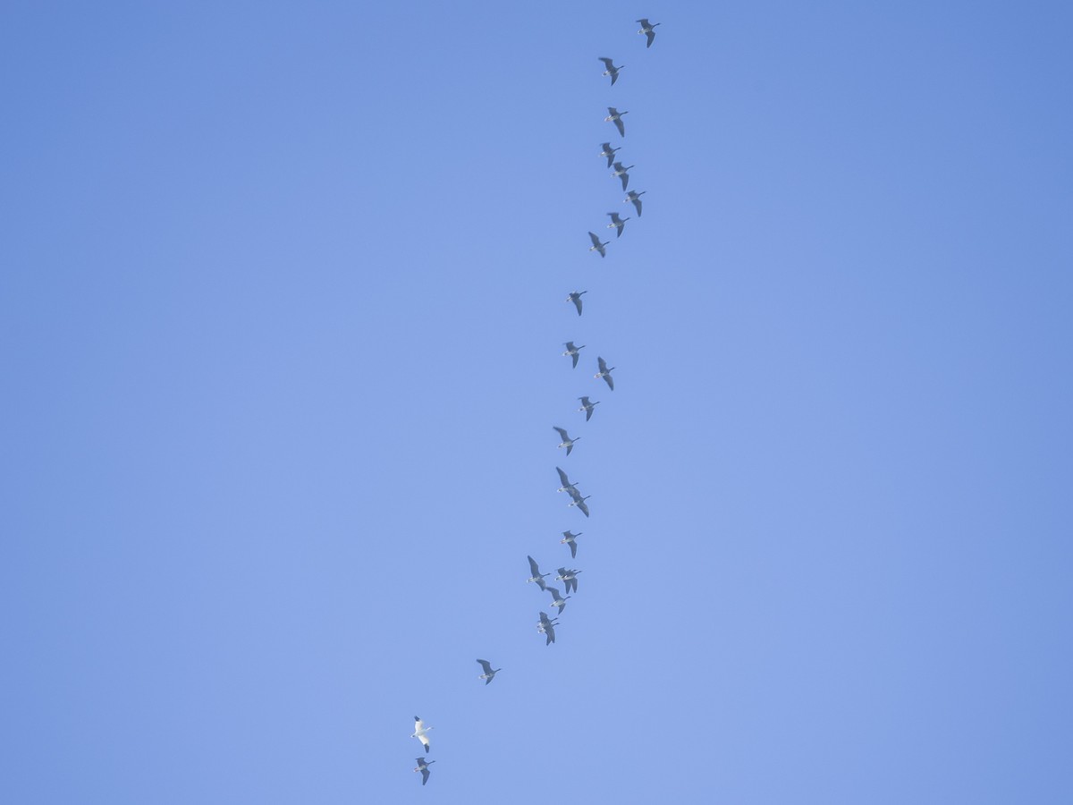 Greater White-fronted Goose (Western) - ML646003942