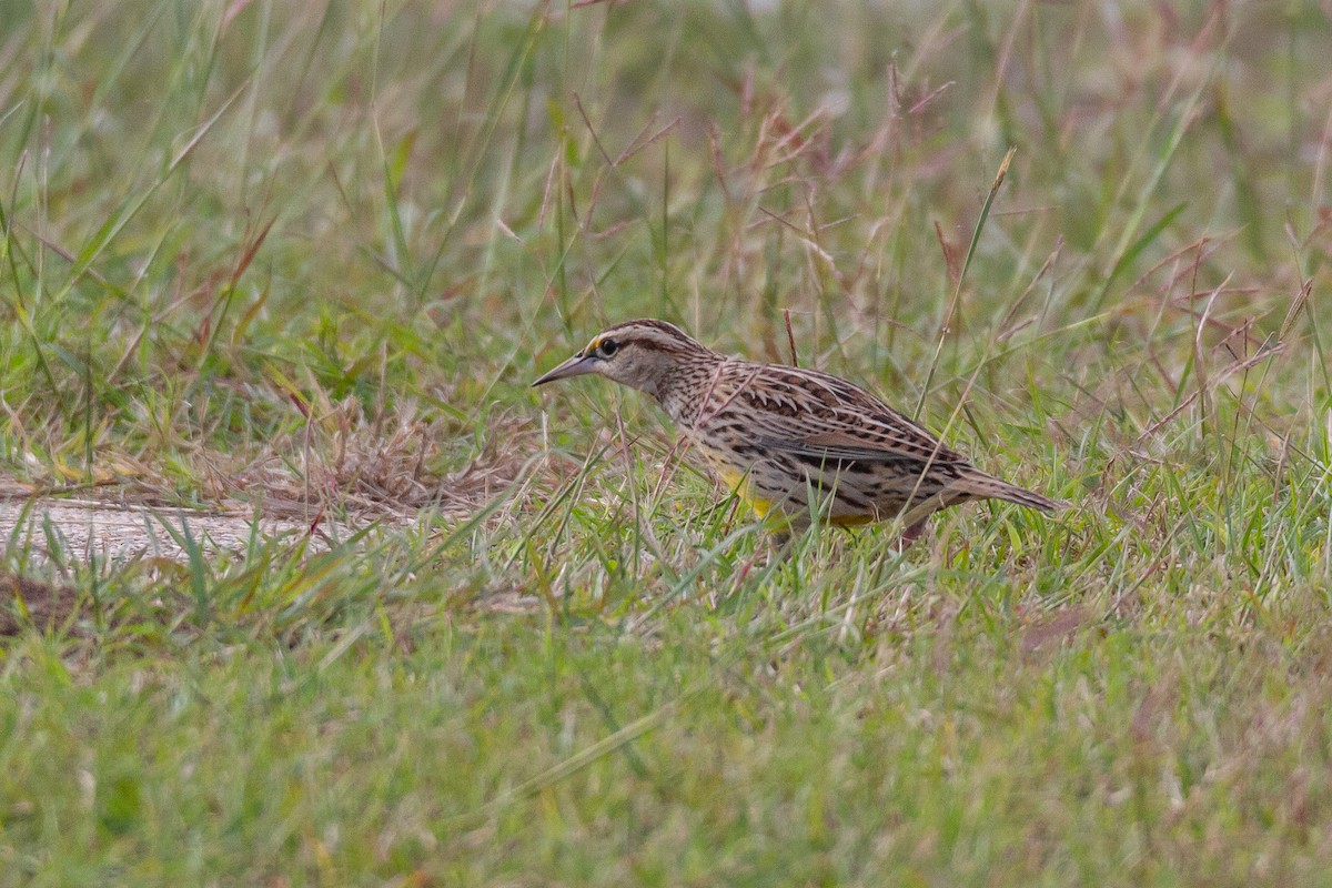 Eastern Meadowlark - ML646003949