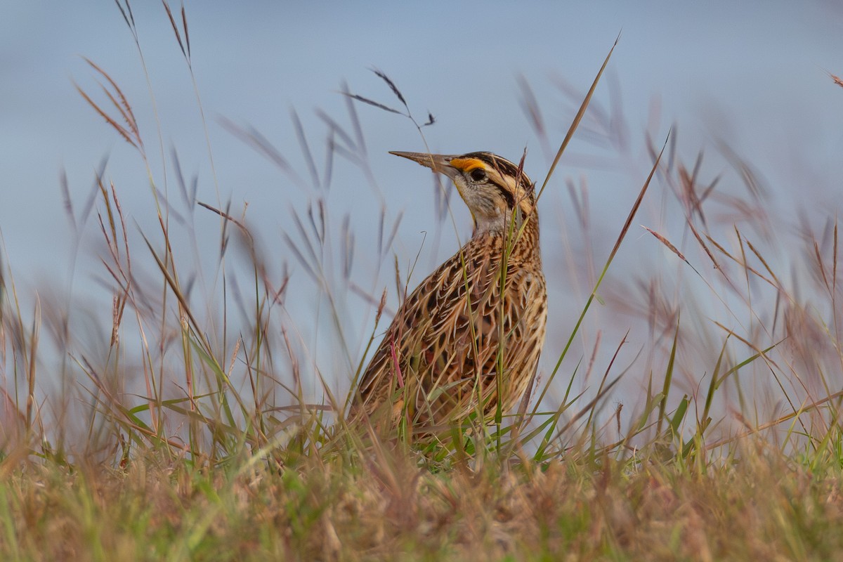 Eastern Meadowlark - ML646003950